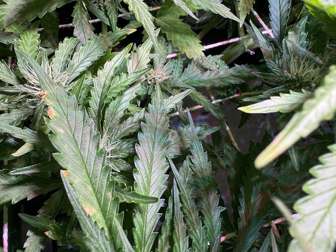 Growreport Bild 3