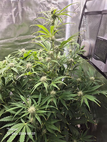 Growreport Bild 6