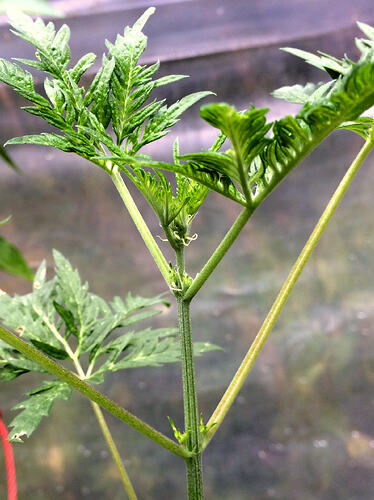 Grow26_0817_14
