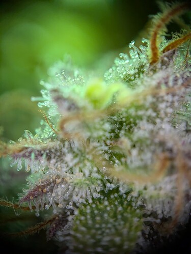 Growreport Bild 4