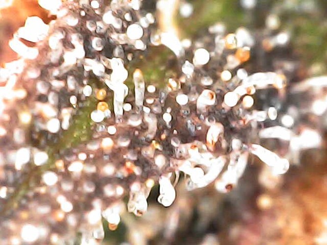 Growreport Bild 2