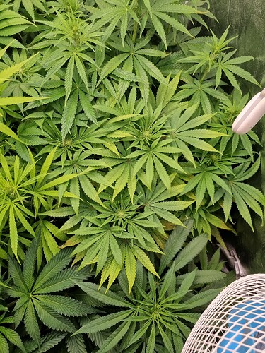 Mehrere Cannabispflanzen in der Wachstumsphase, mit einigen gelblichen Blättern an den unteren Blättern.