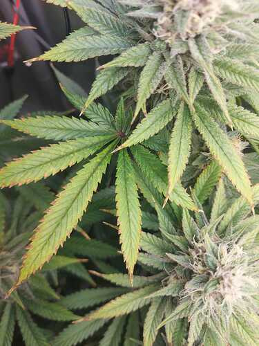 Growreport Bild 9