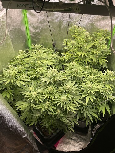 Growreport Bild 3