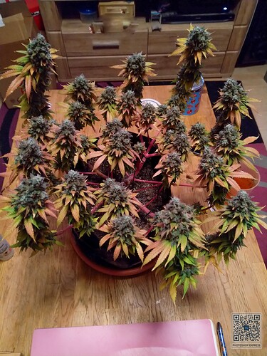Growreport Bild 1