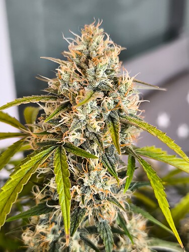 Growreport Bild 6