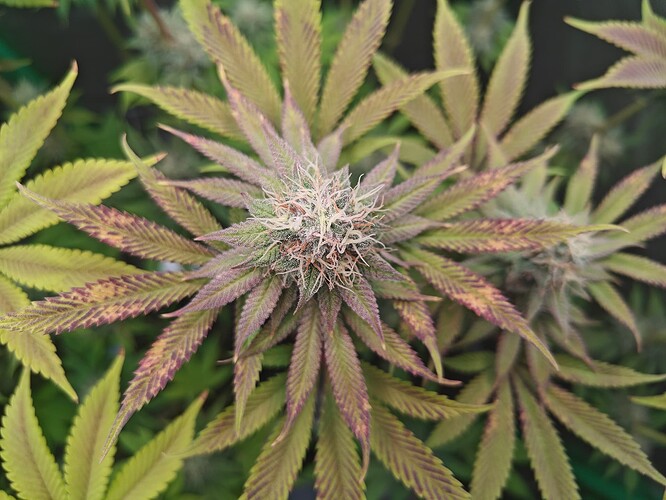 Growreport Bild 5