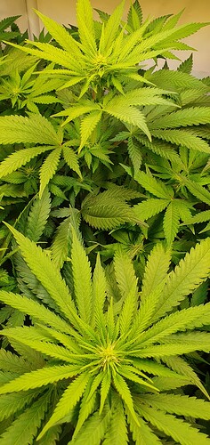 Growreport Bild 1
