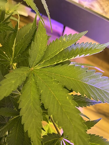 Growreport Bild 5