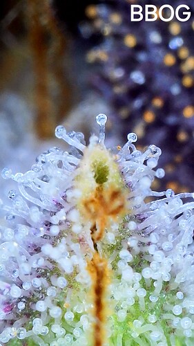 Growreport Bild 5