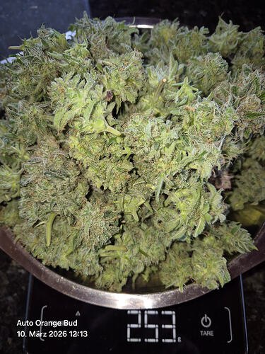 Frisch geerntete und getrimmte Cannabis-Buds in einer Schüssel auf einer digitalen Küchenwaage, die 253g anzeigt.