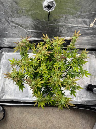 Growreport Bild 58