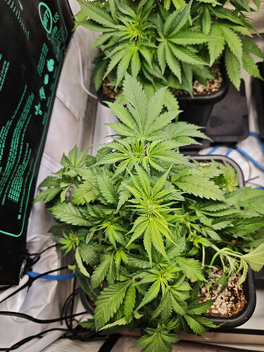 Growreport Bild 10