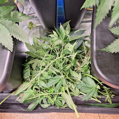Ein Haufen frisch geschnittener Cannabis-Pflanzenteile, hauptsächlich Blätter und dünne Stängel, liegt auf einem dunklen Gitterboden zwischen zwei schwarzen Behältern.