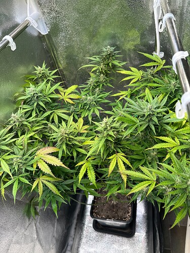 Growreport Bild 66