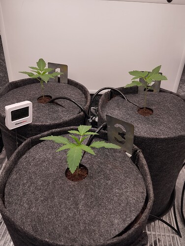 Growreport Bild 1