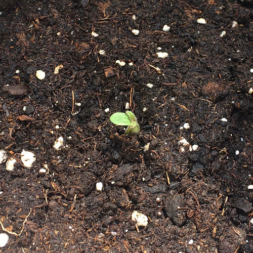 Grow26071905