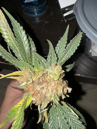 Growreport Bild 15