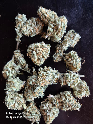 Nahaufnahme von getrockneten Cannabis-Buds auf einer dunklen Oberfläche.