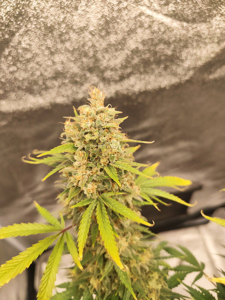 Winter Grow 2025 Organisch/Mineralisch