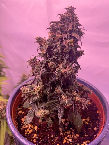 Growreport Bild 20