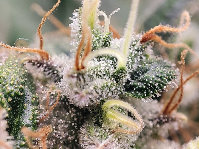Growreport Bild 34