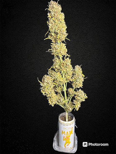 Photoroom_20240623_203022