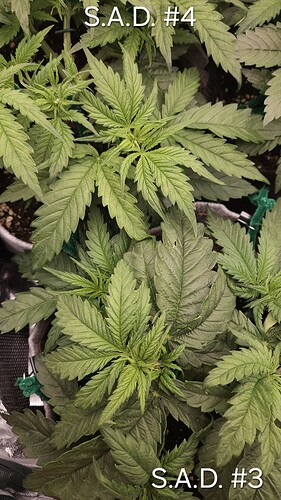 Growreport Bild 29