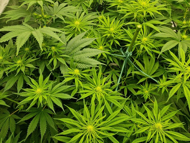Growreport Bild 4