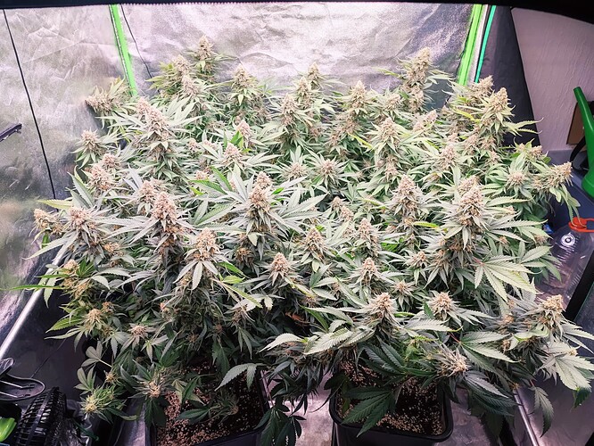 Growreport Bild 4