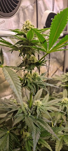 Growreport Bild 3