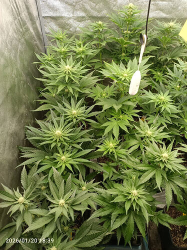 Growreport Bild 7