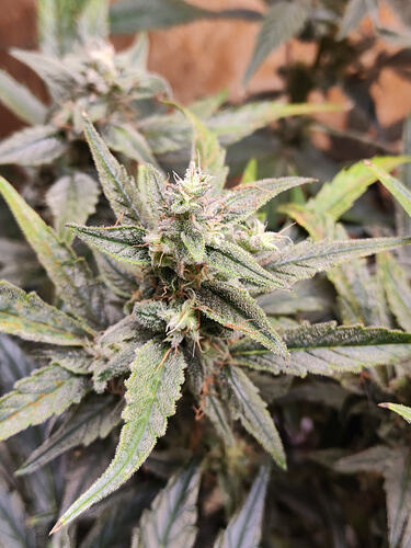 Growreport Bild 3