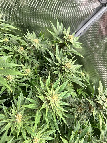 Nahaufnahme von Cannabis-Pflanzen in der Blütephase, mit vielen Blütenständen und grünen Blättern.
