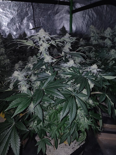Growreport Bild 17