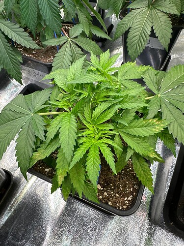 Growreport Bild 2