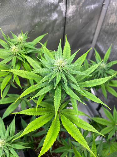Growreport Bild 47