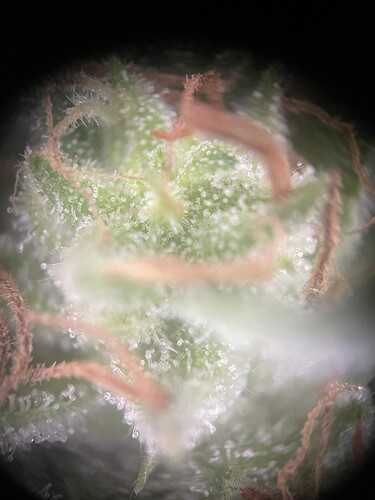 Growreport Bild 11