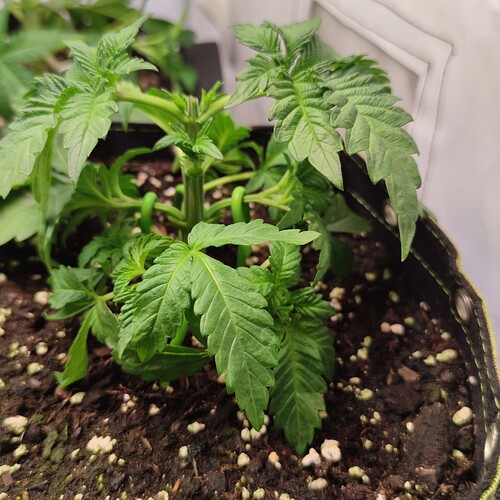 Growreport Bild 8