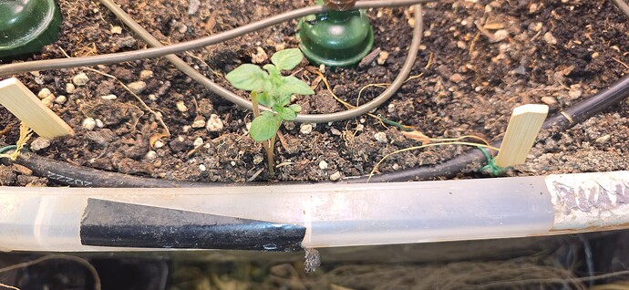 Growreport Bild 29