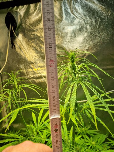 Eine junge Cannabispflanze wird mit einem Maßband gemessen, das eine Höhe von etwa 130 cm anzeigt.