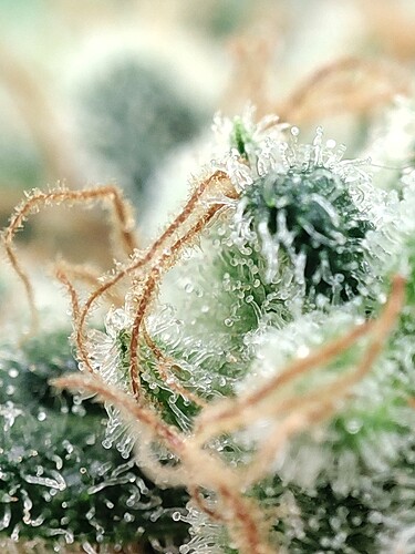 Growreport Bild 73