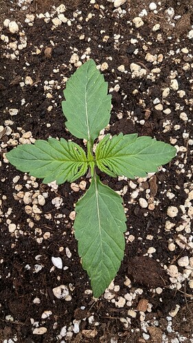 PXL_20240705_222719121