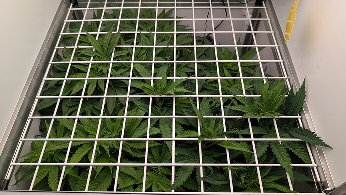 Growreport Bild 6