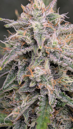 Growreport Bild 15