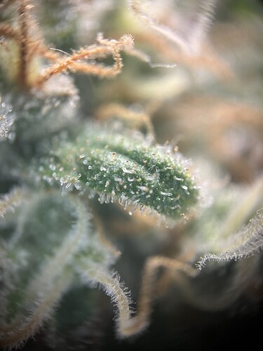 Growreport Bild 17