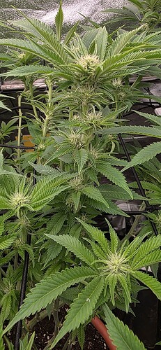 Growreport Bild 2