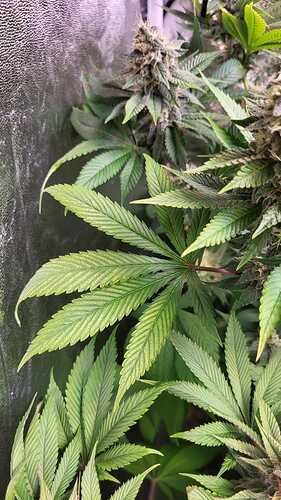 Nahaufnahme einer Oreoz Cannabispflanze mit sichtbaren Magnesiummangel-Symptomen an den Blättern.