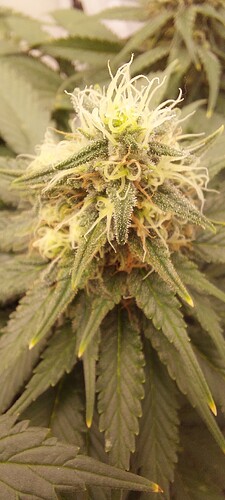 Growreport Bild 4