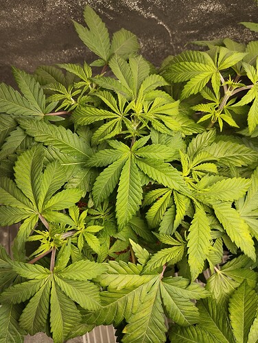Growreport Bild 11